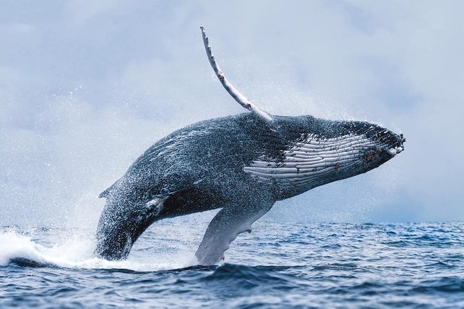 https://nomadicglobe.com/wp-content/uploads/2024/03/Whale-Watching.jpg